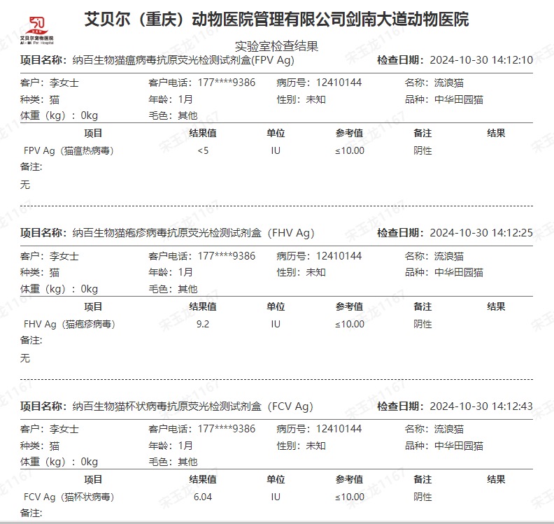 10月30日成都市武侯区高新区领养狸花猫【领养启示/启事】