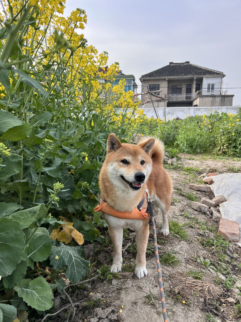 7月1日苏州市太仓市塞纳丽舍走失狗,宠物狗【寻狗启示/启事】