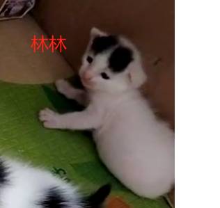 11月7日广州市黄埔区大沙街道莲塘领养猫,宠物猫,猫咪【领养启示/启事】