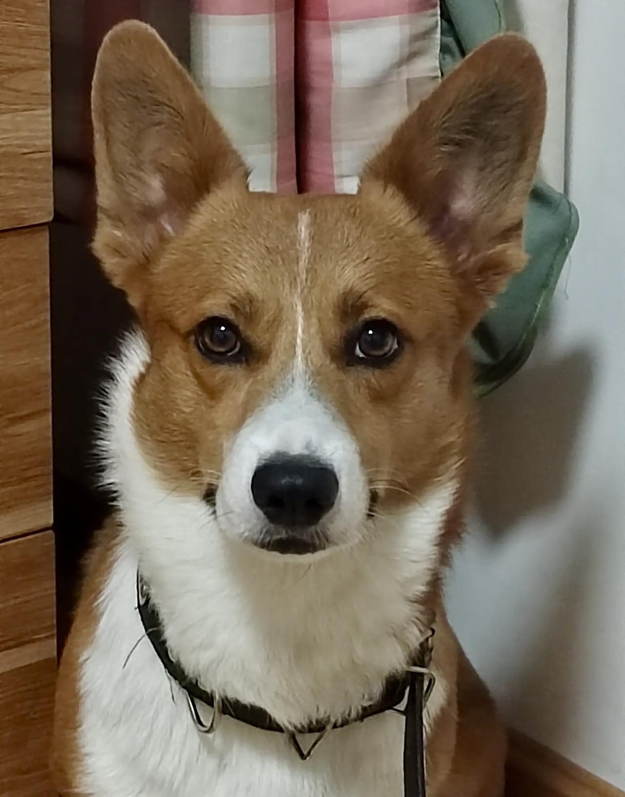 中德犬有几个品种图片