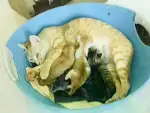 1月23日三亚市三亚领养猫,宠物猫,猫咪【领养启示/启事】