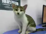 1月23日北京市北京领养雄性猫,宠物猫,猫咪【领养启示/启事】