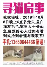 10月8日汕尾市海丰县附城镇永安达花园走失雄性布偶猫【寻布偶猫启示/启事】