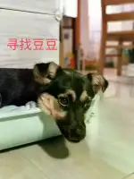 9月30日南通市启东市江苏启东走失雌性土狗,田园犬,中华田园犬【寻土狗/田园犬启示/启事】