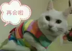 1月23日长沙市领养猫,宠物猫,猫咪【领养启示/启事】