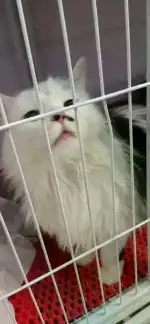 1月23日衡水市博士狗宠物美容领养猫,宠物猫,猫咪【领养启示/启事】