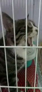 1月23日衡水市博士狗宠物美容领养猫,宠物猫,猫咪【领养启示/启事】