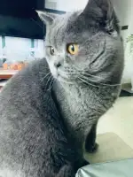 1月31日巴中市平昌县江口六小对面缘河花园走失雄性猫,宠物猫,猫咪【寻猫启示/启事】