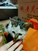 10月13日嘉兴市海宁市安安宠医领养猫,宠物猫,猫咪【领养启示/启事】