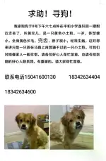 9月8日锦州市太和区逸轩园一期走失雌性土狗,柴犬,田园犬,中华田园犬【寻土狗/田园犬启示/启事】