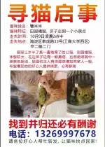 10月9日北京市海淀区海淀区阜成路33号甲二楼二门走失雄性橘猫【寻橘猫启示/启事】