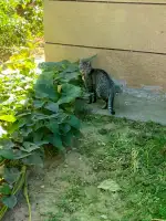 10月19日北京市回龙观龙跃苑四区捡到流浪狸花猫【招领启示/启事】