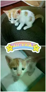 11月4日东莞市塘厦镇领养猫,宠物猫,猫咪【领养启示/启事】