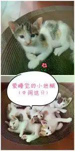 11月4日东莞市塘厦镇领养猫,宠物猫,猫咪【领养启示/启事】