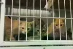 10月7日沈阳市沈河区伊宠宠物生活馆领养猫,宠物猫,猫咪【领养启示/启事】