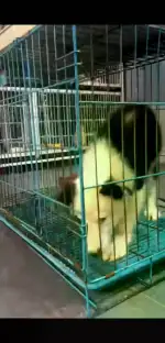 10月8日台州市椒江区宠物印象领养边牧,边境牧羊犬【领养启示/启事】