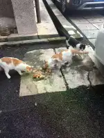 11月17日长沙市芙蓉区小区发现流浪雄性橘猫【流浪橘猫线索】