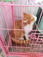 11月28日大连市甘井子区大连本地自提领养雄性猫,宠物猫,猫咪【领养启示/启事】