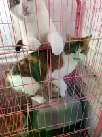 11月28日大连市甘井子区大连本地自提领养雄性猫,宠物猫,猫咪【领养启示/启事】