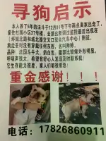 12月1日金华市义乌市杜园小区附近走失雄性法国斗牛犬,法兰西斗牛犬【寻法国斗牛犬启示/启事】