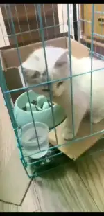 2月13日沈阳市领养猫,宠物猫,猫咪【领养启示/启事】