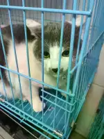 2月14日盐城市建湖县宠爱有家门诊领养猫,宠物猫,猫咪【领养启示/启事】