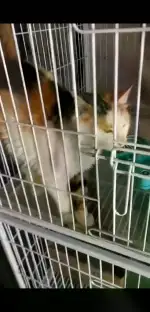 3月1日包头市领养猫,宠物猫,猫咪【领养启示/启事】