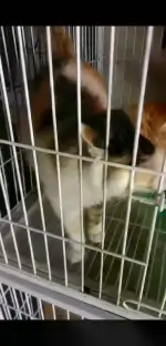 3月1日包头市领养猫,宠物猫,猫咪【领养启示/启事】