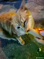 3月10日合肥市蜀山区百草街发现流浪橘猫【流浪橘猫线索】