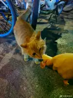 3月10日合肥市蜀山区百草街发现流浪橘猫【流浪橘猫线索】