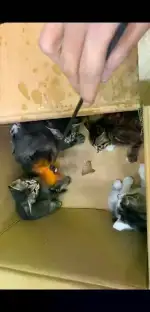 3月12日上饶市信州区波叔家的猫猫狗狗领养狸花猫【领养启示/启事】