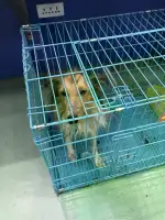 3月5日合肥市领养雌性喜乐蒂牧羊犬【领养启示/启事】