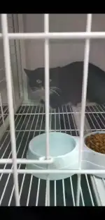 3月8日株洲市天元区小野兽宠物生活馆领养猫,宠物猫,猫咪【领养启示/启事】