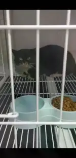 3月8日株洲市天元区小野兽宠物生活馆领养猫,宠物猫,猫咪【领养启示/启事】