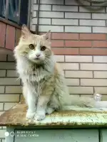 4月15日保定市莲池区萌主宠物领养雄性猫,宠物猫,猫咪【领养启示/启事】