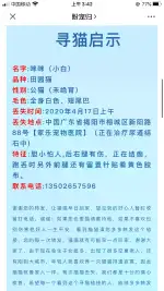 4月17日揭阳市榕城区广东省揭阳市榕城区新阳路88号（家乐宠物医院）走失雄性田园猫,家猫【寻田园猫/家猫启示/启事】