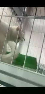 4月19日秦皇岛市海港区宠小伴宠物生活馆领养猫,宠物猫,猫咪【领养启示/启事】