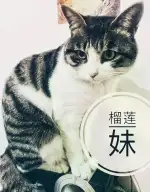 4月28日昆明市领养雌性田园猫,家猫【领养启示/启事】