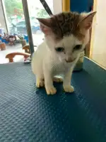 4月9日湛江市霞山区淘涛宠物医院领养猫,宠物猫,猫咪【领养启示/启事】