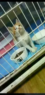 5月24日温州市苍南县贵宾之家宠物生活馆领养橘猫【领养启示/启事】