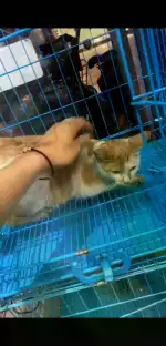 5月3日厦门市湖里区暴君熊宠物领养橘猫【领养启示/启事】