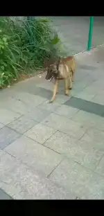 6月4日东莞市万科附近发现流浪马犬,比利时马里努阿犬【流浪马犬线索】