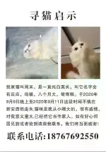 9月9日台州市路桥区新安西街附近走失雌性长毛猫,波斯猫,安哥拉猫【寻长毛猫/波斯猫启示/启事】