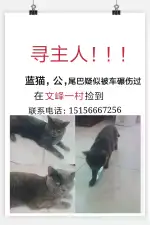 9月14日阜阳市颍州区文峰一村跑到俺家一只雄性蓝猫,俄罗斯蓝猫【招领启示/启事】