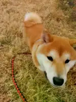 1月25日苏州市虎丘区邓尉路高板桥小区门口走失秋田犬【寻秋田犬启示/启事】