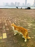 1月28日湛江市赤坎区金沙湾 海边发现流浪猫,宠物猫,猫咪【流浪猫线索】