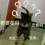 1月27日贵阳市白云区白云公安分局附近走失猫,宠物猫,猫咪【寻猫启示/启事】