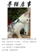 1月30日遵义市红花岗区大连路航天小学附近走失美短,美国短毛猫,起司猫【寻美国短毛猫启示/启事】