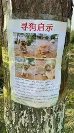 10月13日廊坊市大厂回族自治县莱茵佳苑西区走失西施犬【寻西施犬启示/启事】