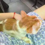 10月17日衡阳市衡东县雁城服务区走失橘猫【寻橘猫启示/启事】